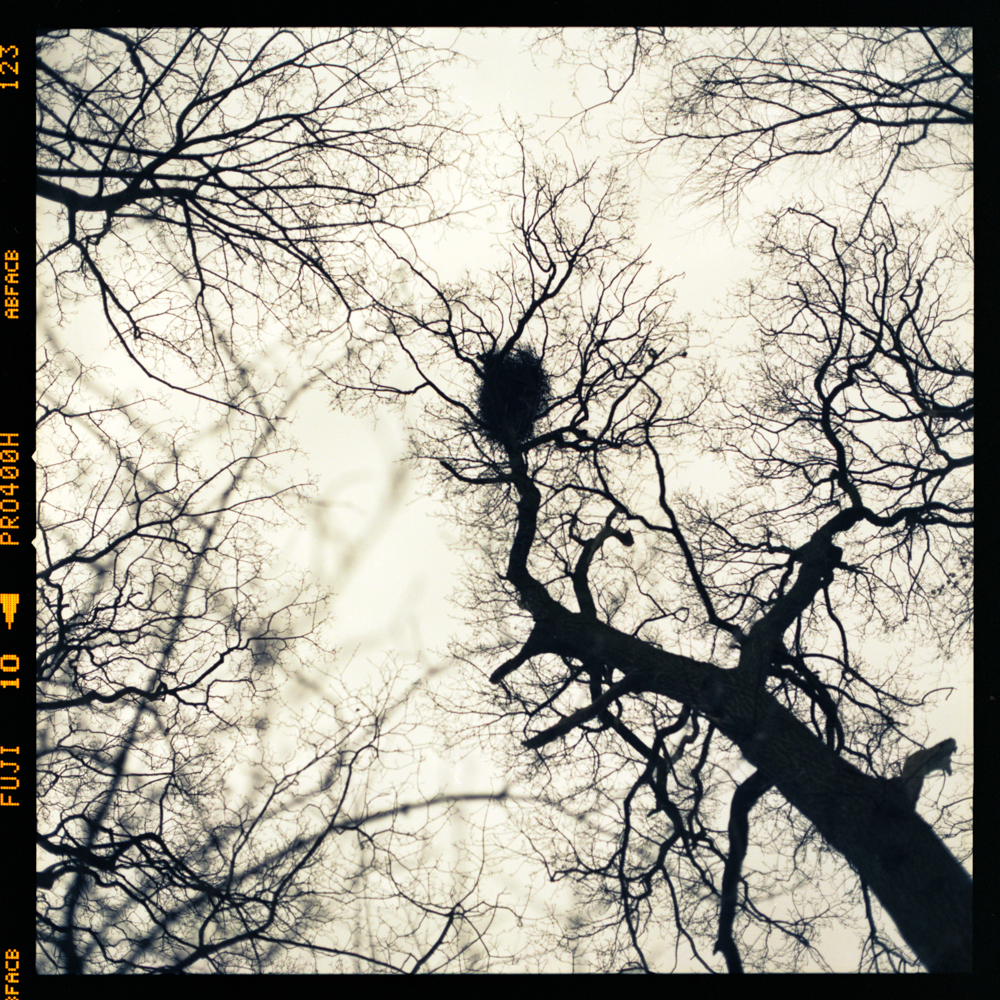 Trees